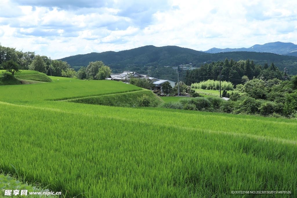 梯田