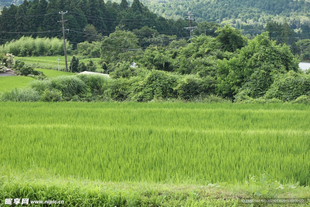 梯田
