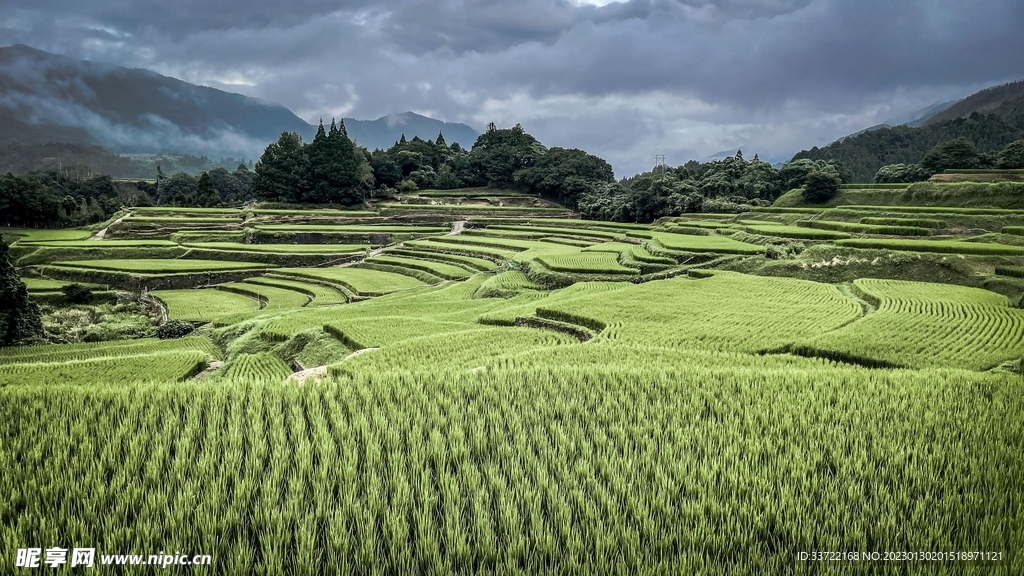 梯田