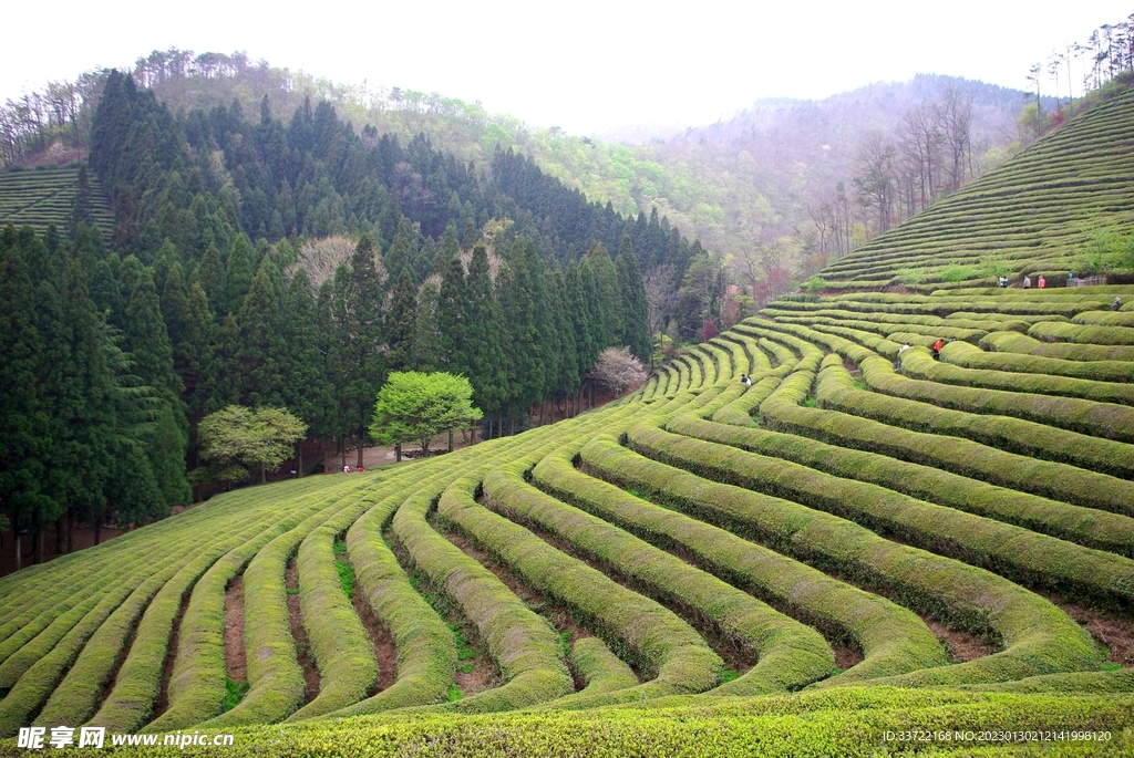 茶园