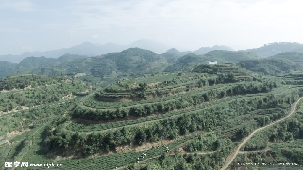 茶园