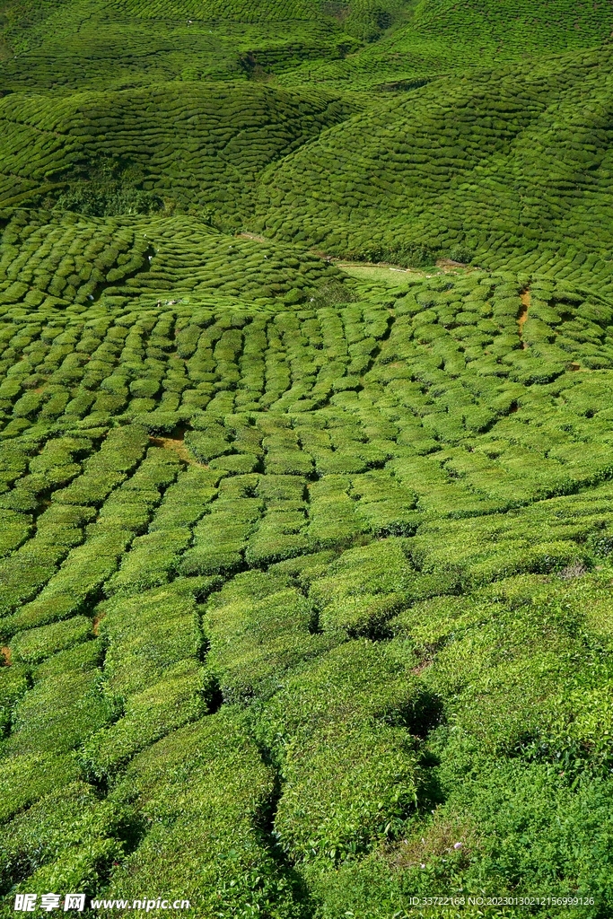 茶园
