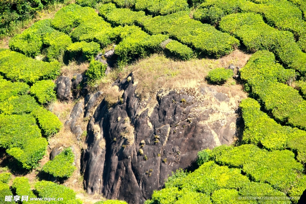 茶园