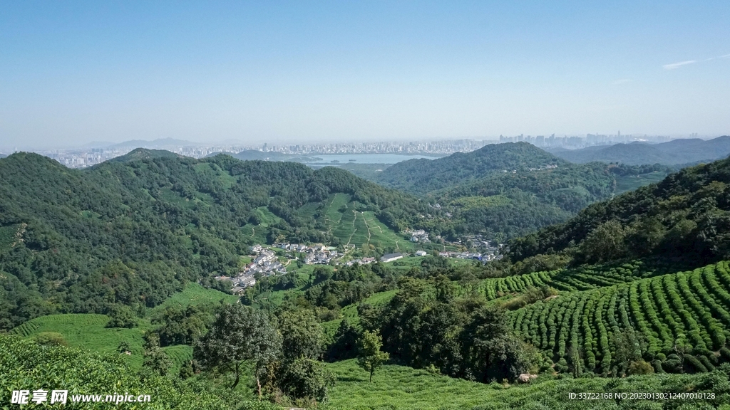 茶园