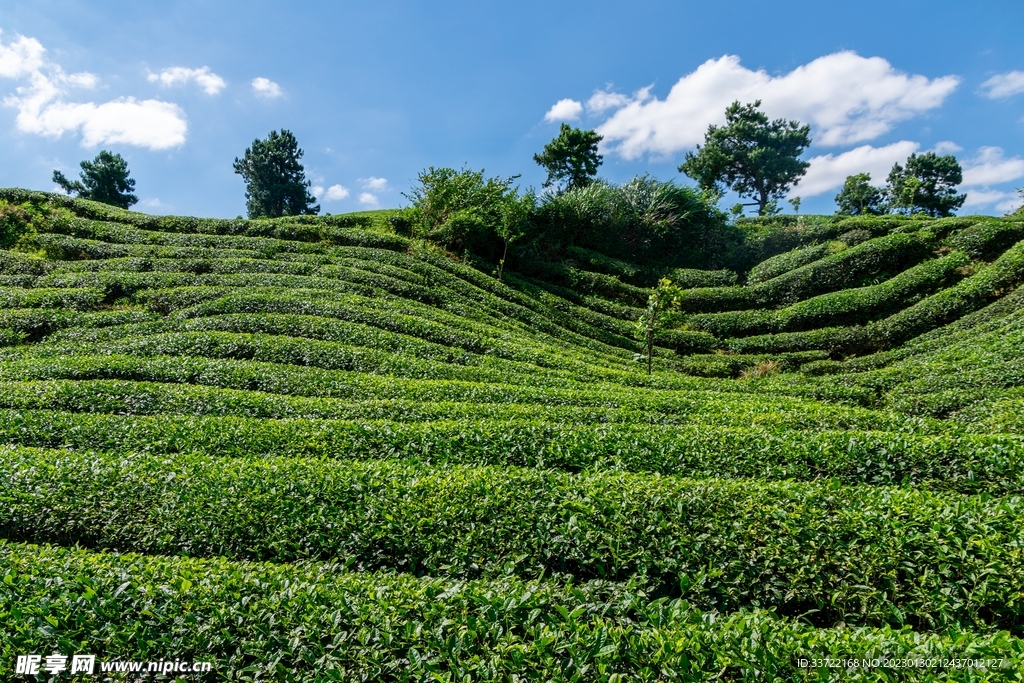 茶园