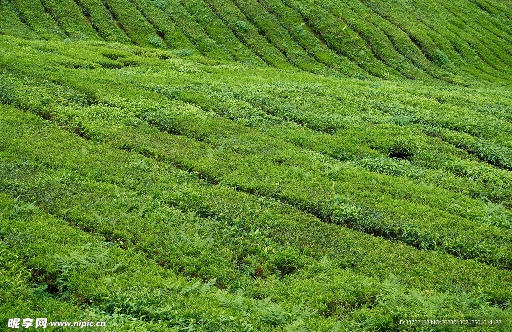 茶园