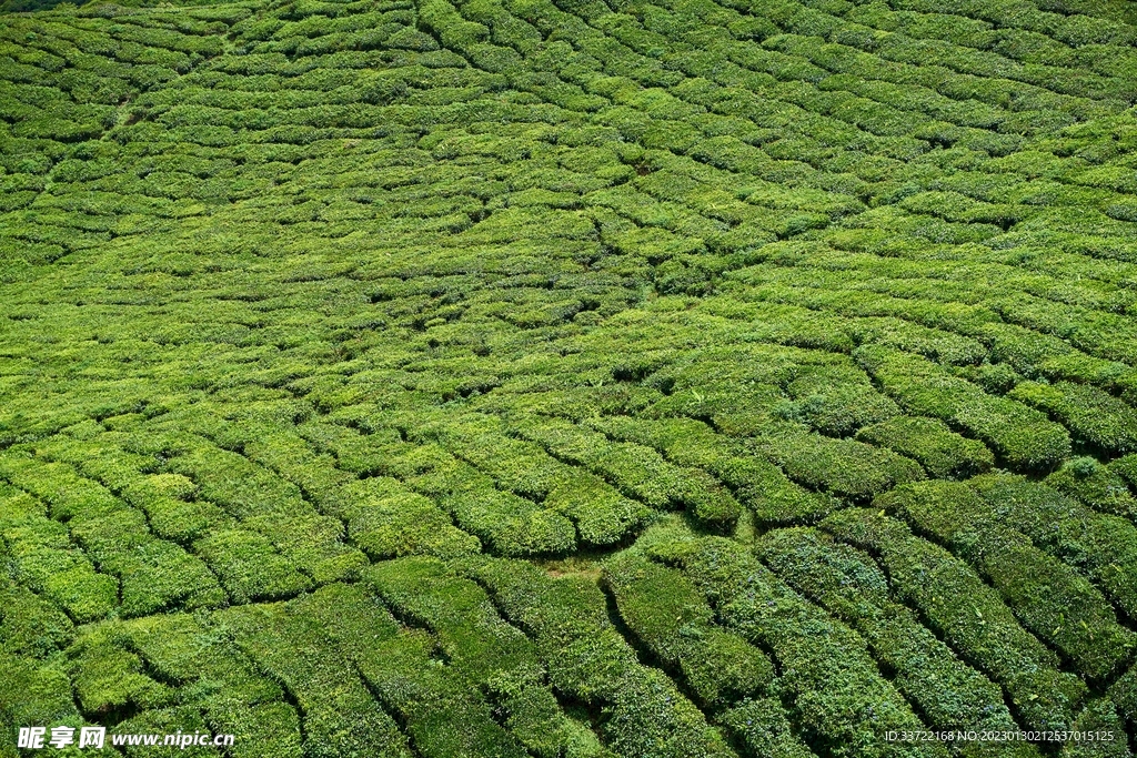 茶园