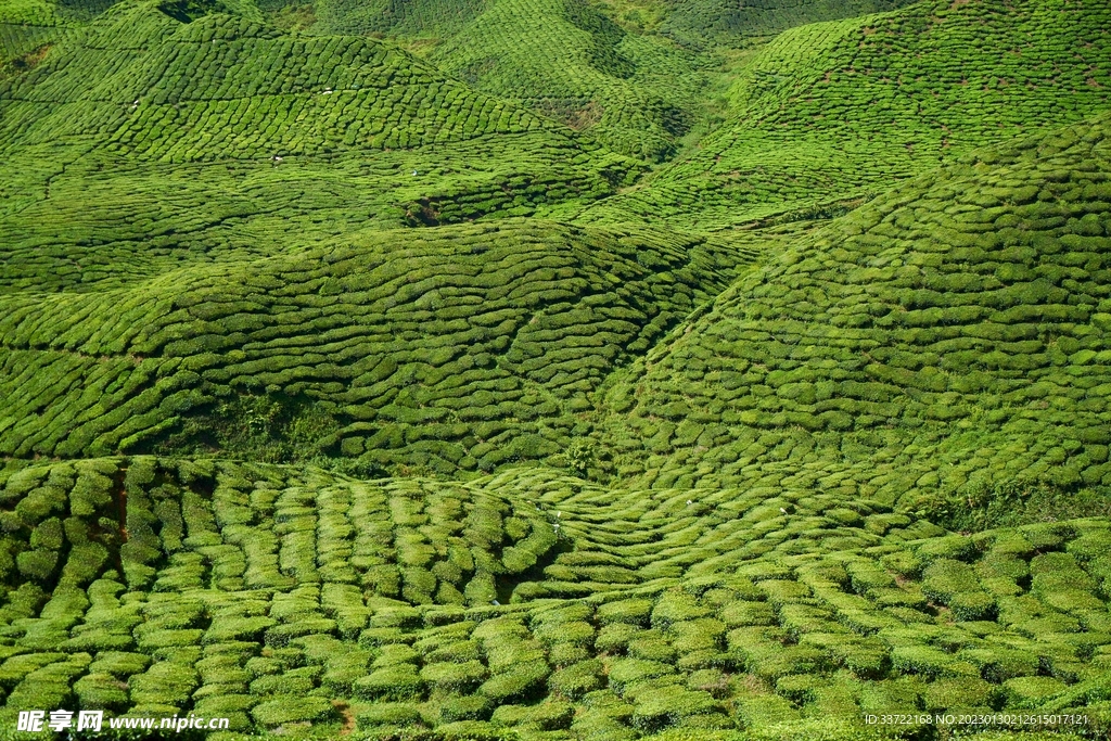 茶园