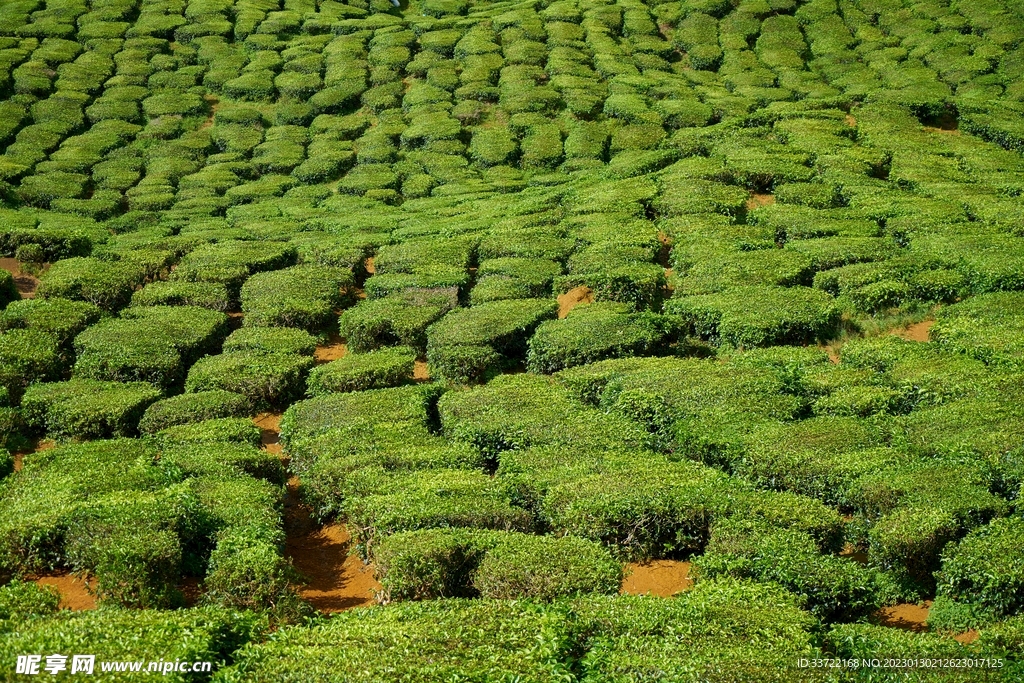 茶园