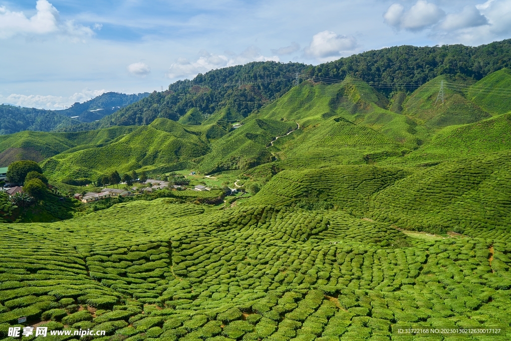 茶园