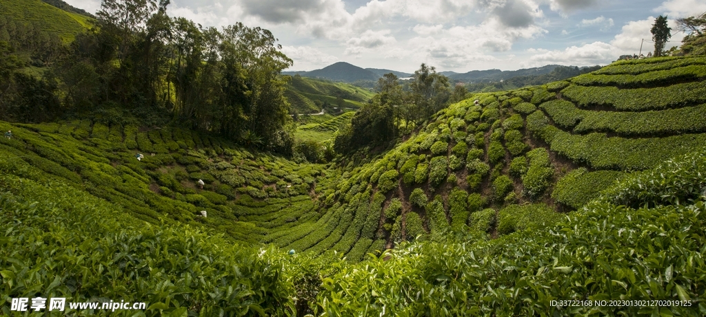 茶园