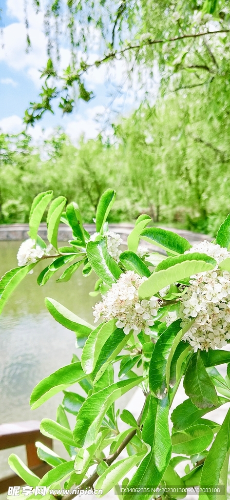 即墨马山美景