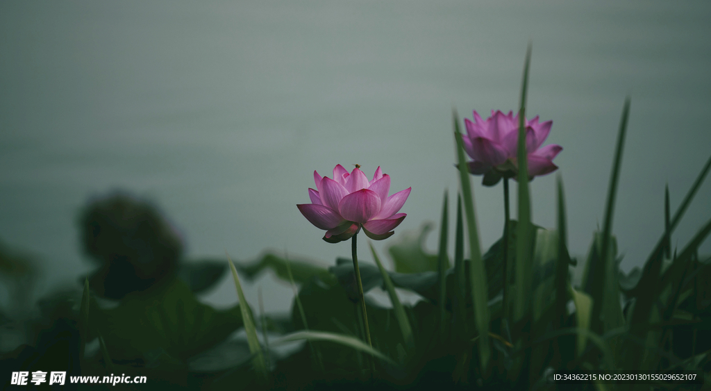 荷花