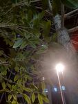 夜灯