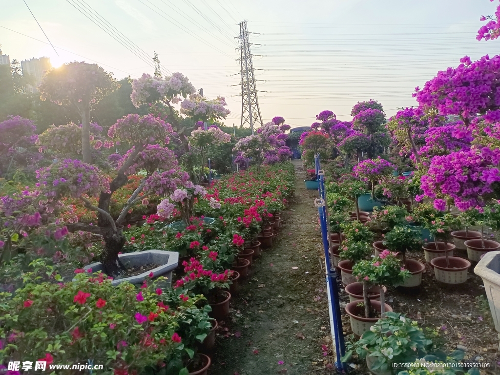 鲜花