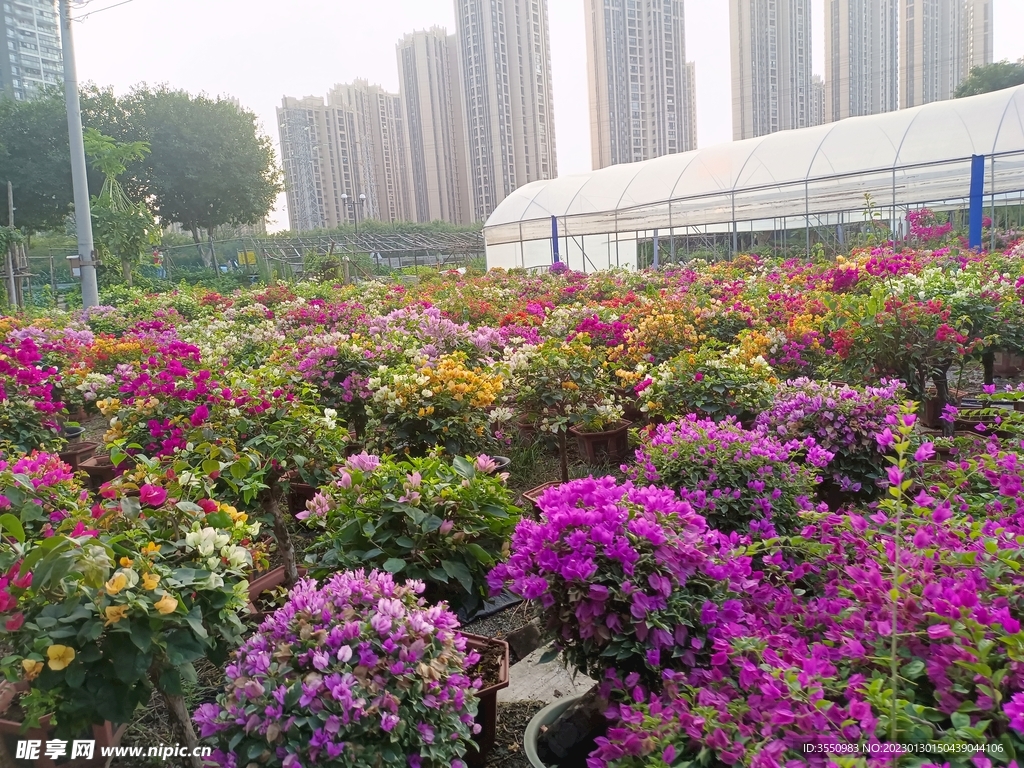 鲜花 风景