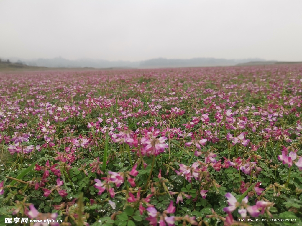 格桑花 绿肥