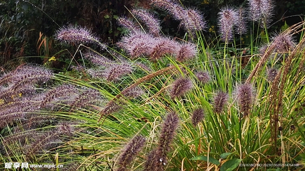 粉色狗尾巴草