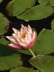 莲花