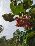 非洲芙蓉