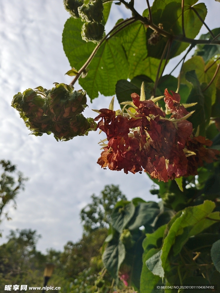 非洲芙蓉