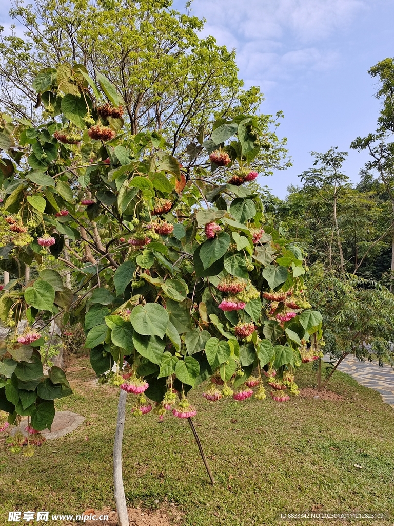 非洲芙蓉