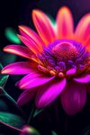 鲜花插画