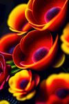 鲜花插画