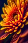 鲜花插画