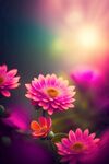 鲜花插画