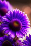鲜花插画