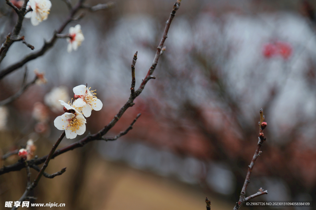 白色梅花