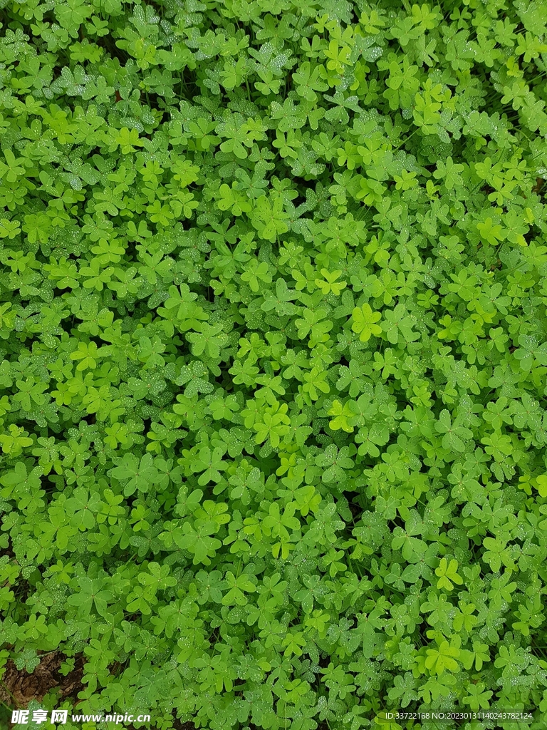三叶草