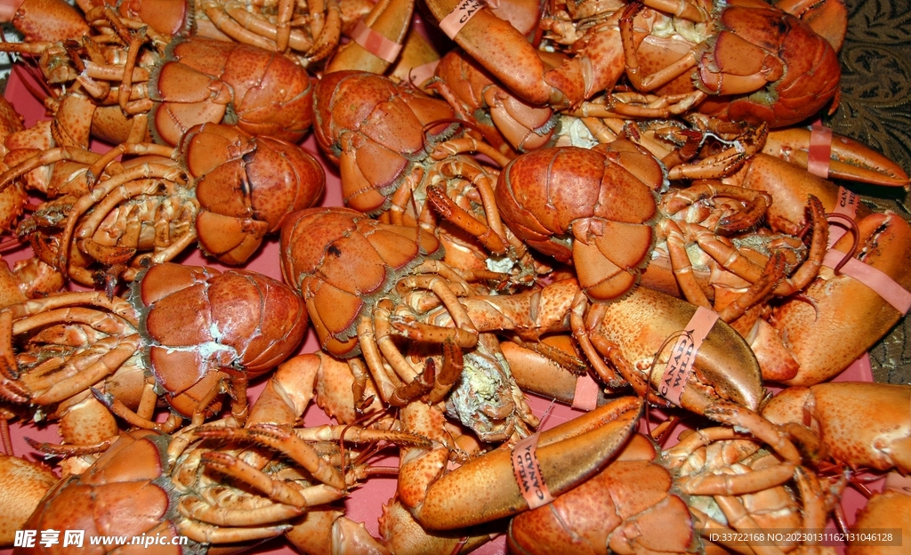 龙虾