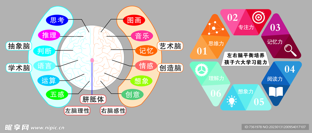 全脑开发左右脑功能图