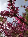 粉色的花