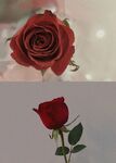 玫瑰花