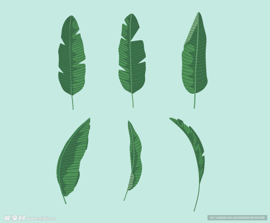 热带植物叶片素材