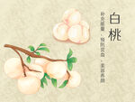 水果白桃插画