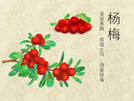 杨梅插画