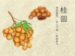 桂圆插画