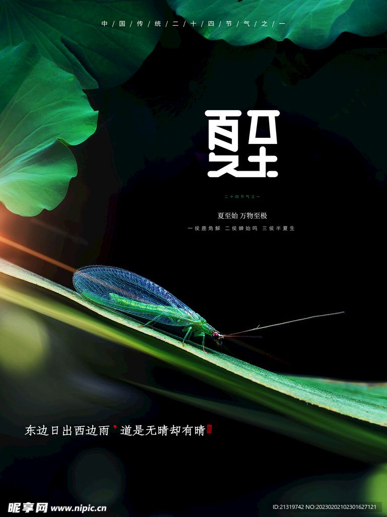 夏至摄影图海报