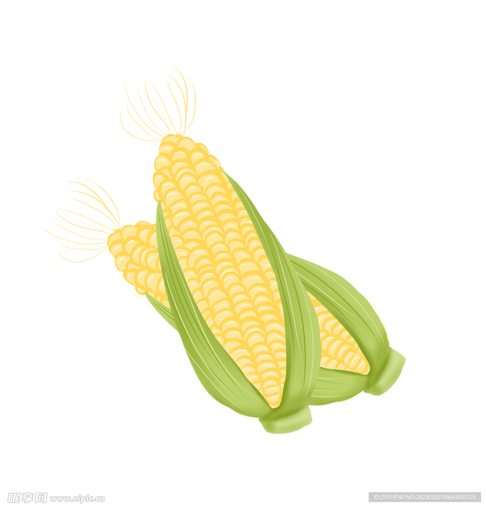 手绘插画玉米