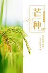 芒种简约小清新海报