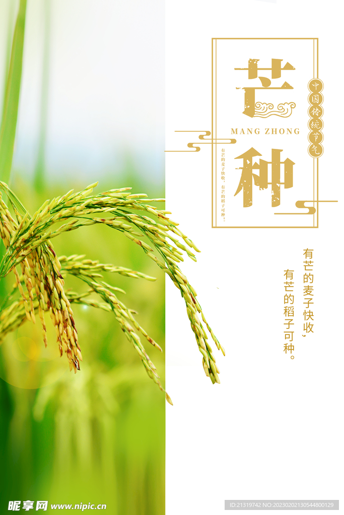 芒种简约小清新海报