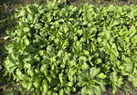 茼蒿菜