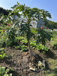 木瓜树