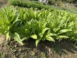 油麦菜地