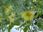 番茄花