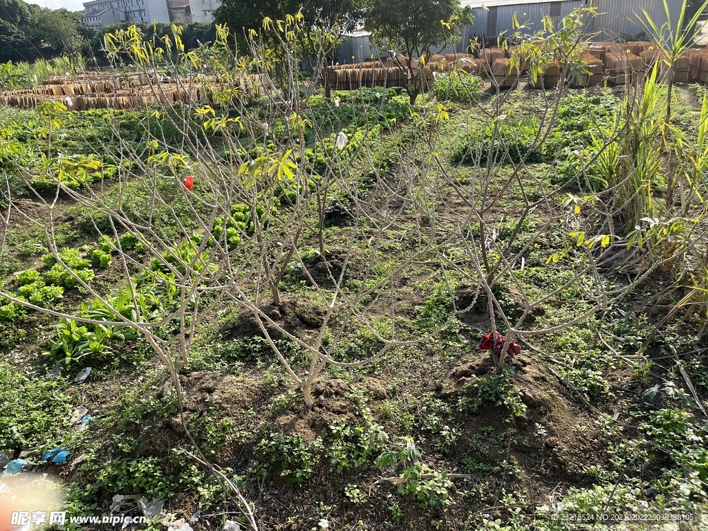 木薯地